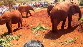 Visiting the David Sheldrick Wildlife Trust Elephant Orphanage, Nairobi Kenya ~ Entry Fee & Timings