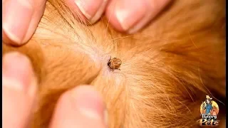 TOP #77: How to Protect Your Dog from Parasites