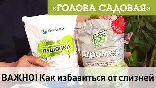 Голова садовая - ВАЖНО! Как избавиться от слизней