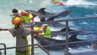 🦈 Представление "Сон в летнюю ночь", 02.06.18 в Москвариум'е 🐡