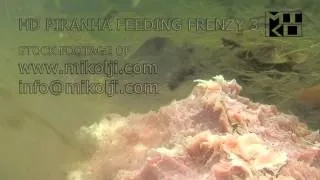 PIRANHA FEEDING FRENZY 3 HD