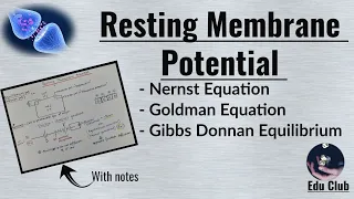 Resting Membrane Potential | Nernst potential | Equilibrium potential | || Nerve Muscle Physiology