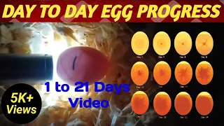 Day by day egg progress| Egg progress from day 1 to 21 | egg ma chick ki progress day 1 to 21