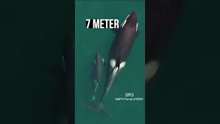 Orcas haben keine Zeit für Bullshit