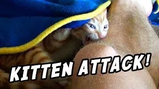 When Kittens Attack!