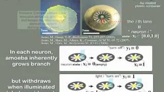 Amoeba NeuroComputing (Part 1) - 2/3 [True Slime Mold Physarum]