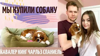 МЫ КУПИЛИ СОБАКУ | КАВАЛЕР КИНГ ЧАРЛЬЗ СПАНИЕЛЬ | ПЛЮСЫ И МИНУСЫ ПОРОДЫ