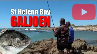 Targeting Galjoen at St Helena Bay | ASFN Rock & Surf