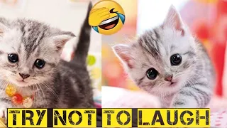New funny video 2024 |cutest cats 😺 and dogs 🐶 video part 40| #funny