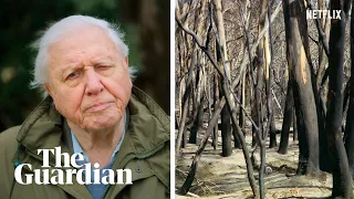 David Attenborough Netflix film looks at Australia's bushfires and the climate crisis