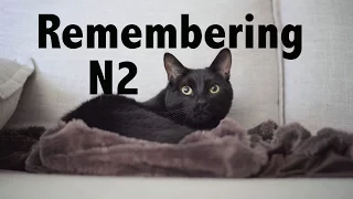N2 the Talking Cat S4 Ep23 - Remembering N2