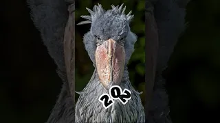 shoebill stork in 2022 and then 3000 bce #shortvideo #mythology #viralvideo #trendingshorts