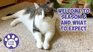 Welcome To Season 6 And What To Expect! Lucky Ferals S6 E1