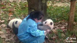 💗Aww 💗Funny And Cute Panda Compilation 💗 Tik Tok Bunch Video 2020