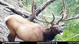 Our Best Trail Camera Footage!