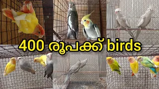 400 രൂപക്ക് birds#petslover #bird #birdlover #kerala #reals #lovebird #breeding #breeding