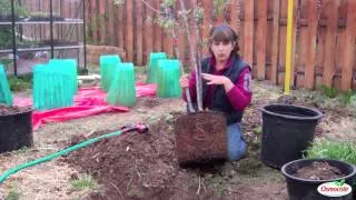 How To Plant A Tree From A Container