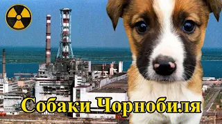 Як виживають собаки у Чорнобилі? Dogs of Chernobyl
