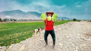 Así cosechamos la calabaza en mi país de Perú