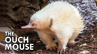 The Echidna Makes The Platypus Look Normal