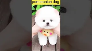 tik tok chó phốc sóc mini 😍 funny and cute pomeranian video/pomeranian dog #DOGS #pomeranian #356