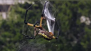 Feeding a grasshopper to a Yellow Garden Spider (Argiope aurantia)