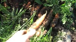 Kolapore Carrots 2012