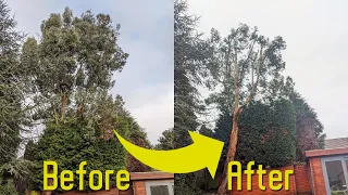 Topping an Overgrown Eucalyptus | Tree Surgeon POV | Tree pruning & crown reduction