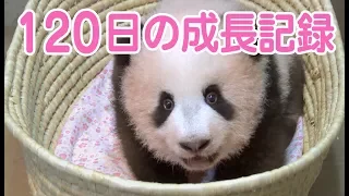 シャンシャン 誕生から120日までの成長記録  上野動物園の赤ちゃんパンダ 香香