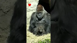 Gorilla father plays with baby gorilla 💙❣️🦍🌈💕 Funny gorillas #short