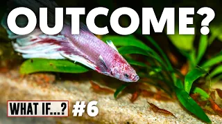 What If... Shrimp Were Kept With A Betta? (EP 6)