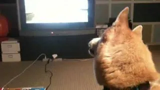Koda listens to the wolf howl on YouTube