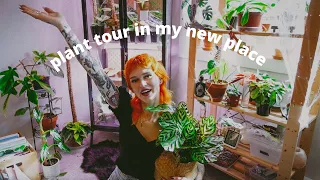 HOUSEPLANT TOUR Fall 2021 | My smaller, curated collection (rare + common!)