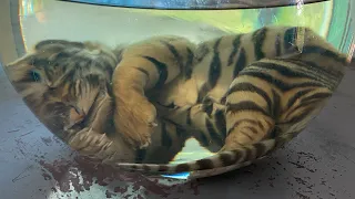 Giant Tiger Preserved In Alcohol-The Dead Animal Library-Animal Museum-Zoo near me-safari parkAnimal