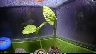 Fast Growing Moonflower Vine - Seedling Timelapse