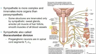 2113 Chapter 14 Autonomic Nervous System