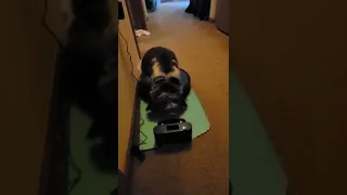 Rabbit riding a robot vacuum attempt #2!!