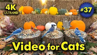 4K TV For Cats | Hay There! | Bird and Squirrel Watching | Video 37