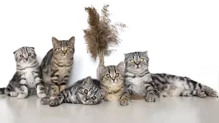 Scottish kittens in 2-3 months. Scottish babycat