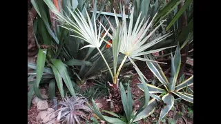 Mexican blue palm  needs heat in the North