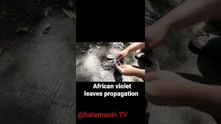 #How to propagate african violet leaves propagation #005 #plant #propagation
