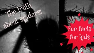 The truth about spiders - spider facts for kids
