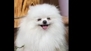 Funniest Cats and Dogs |FunnyAnimal Videos #9 😺2024🐕#trending #viral #funny