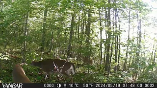 Deer’s on trail cam 2024!!