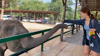 방콕 칸차나부리 코끼리보호소 방문기 2023.12.