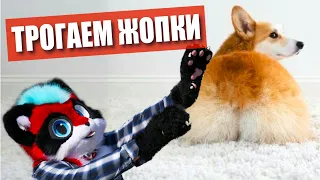 😳 ЕНОТ тискает жопки ✅ ФУРРИ встреча в МОСКВЕ