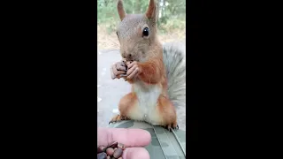 Белка пришла поесть орешков / Squirrel came to eat nuts