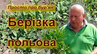 Берізка польова. Просто про бур'ян.