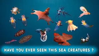 Rare and Unique Sea Creatures That Live in the Ocean