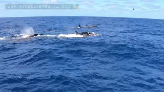 Beaked whale vs Killer Whales